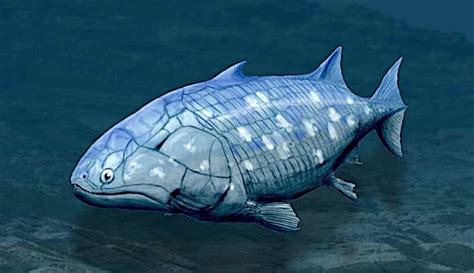 lobe finned fish